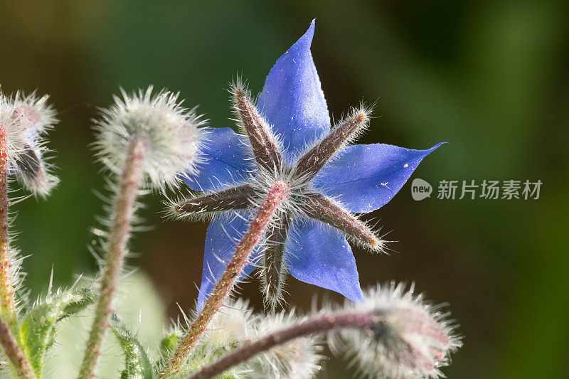 琉璃苣(Borago officinalis)